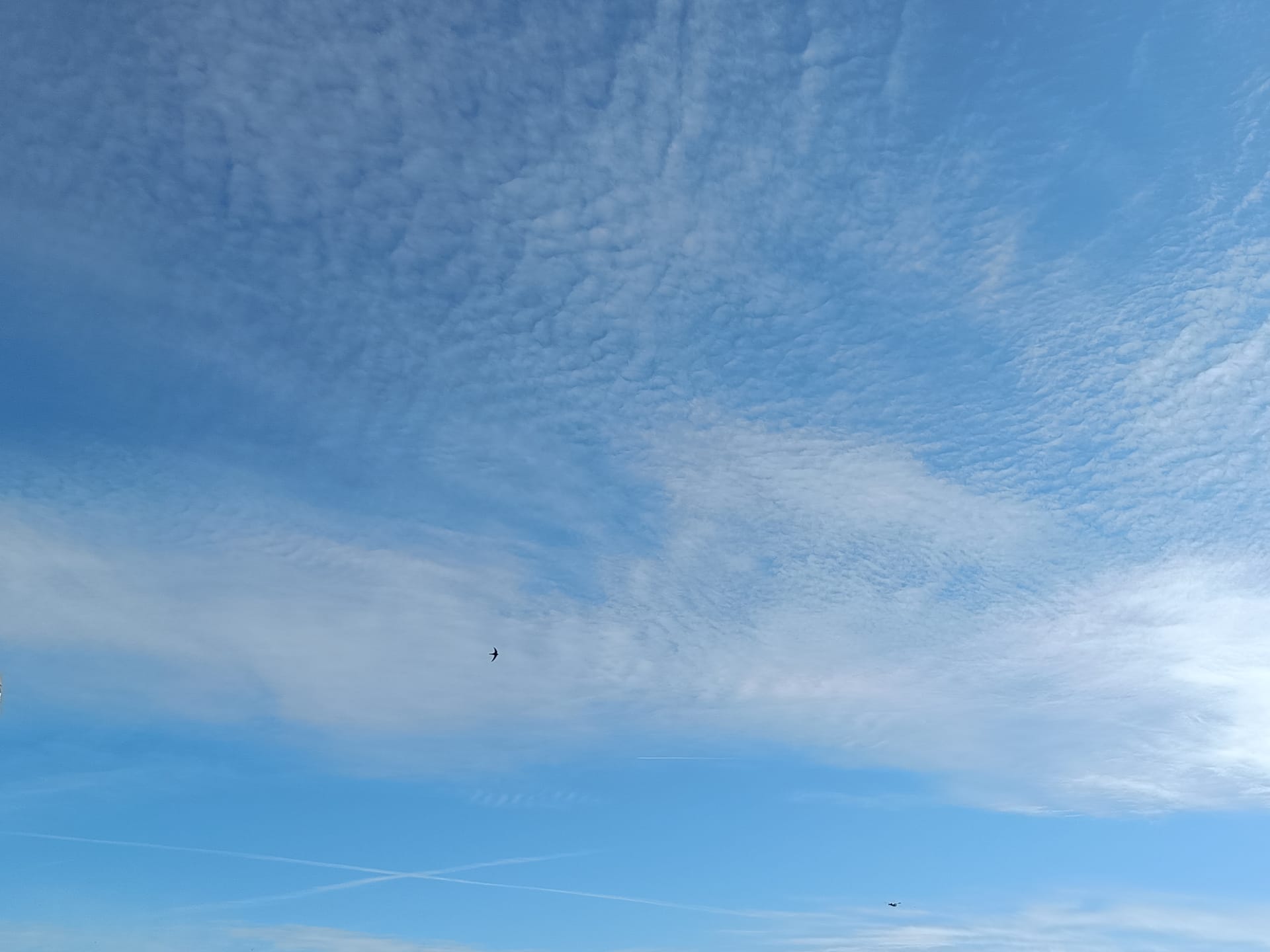 今年も戻ってきたヨーロッパアマツバメ