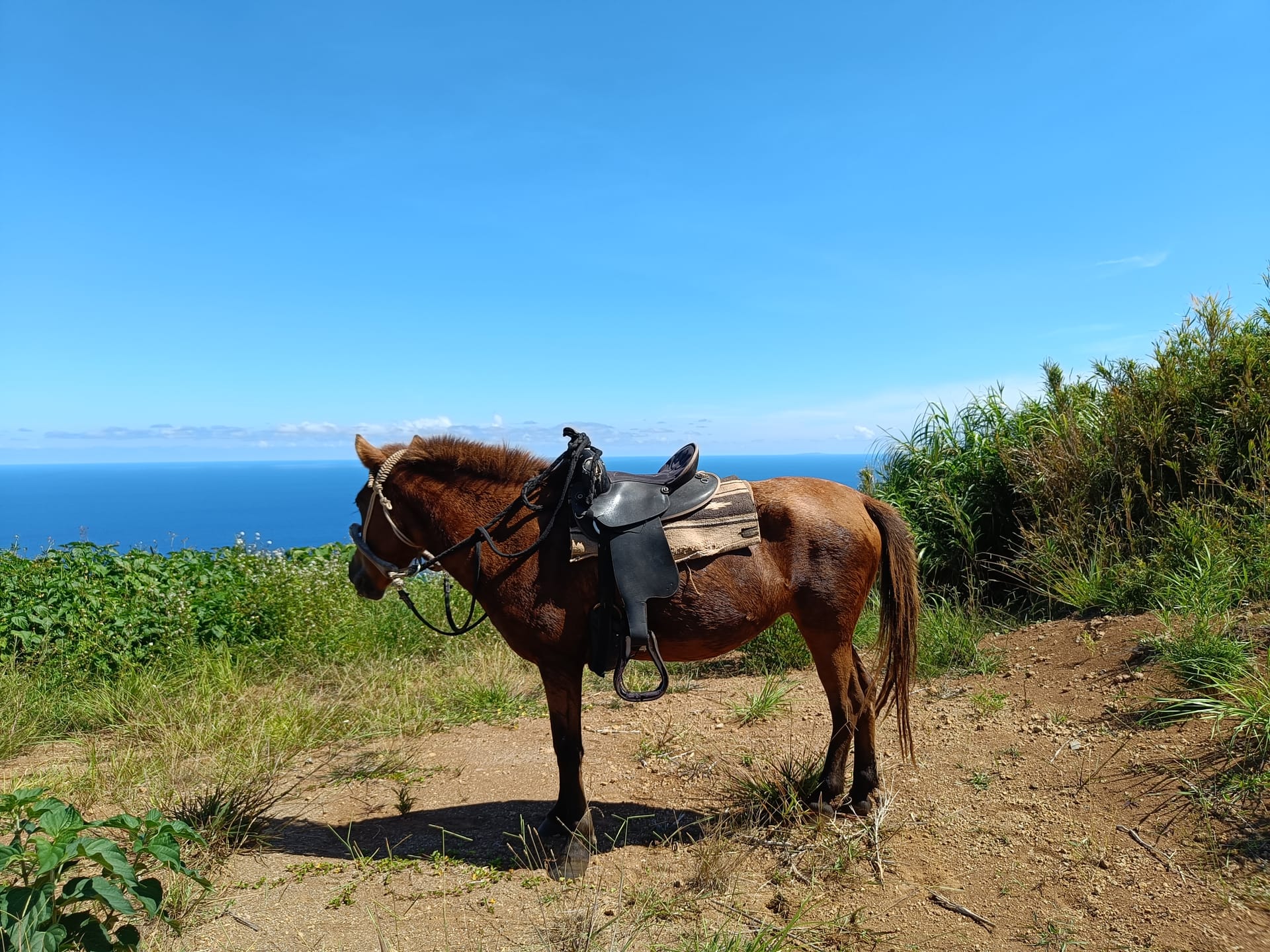 与那国馬の背に乗って