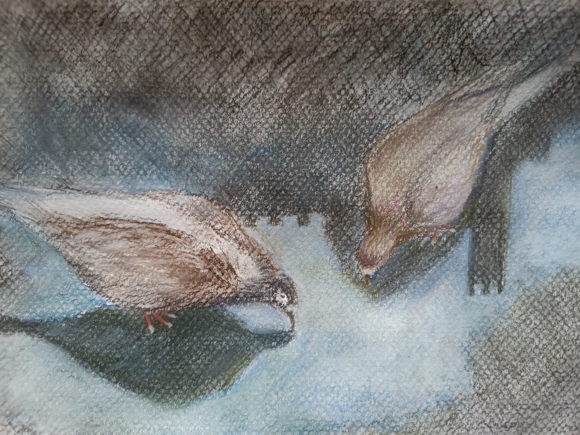 水を飲む鳩たち